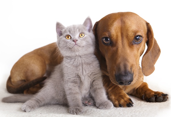 Cats and puppies Stock Photo 02
