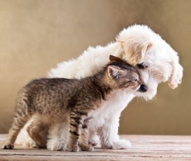 Cats and puppies Stock Photo 03