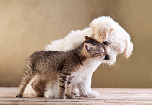 Cats and puppies Stock Photo 03