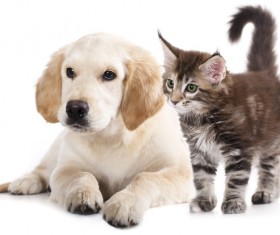 Cats and puppies Stock Photo 04
