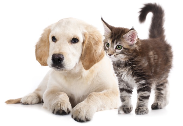 Cats and puppies Stock Photo 04
