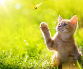 Cats catching butterflies Stock Photo 01