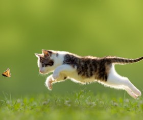 Cats catching butterflies Stock Photo 02