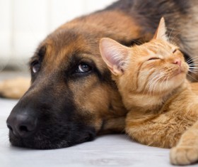 Cats sleeping with dogs Stock Photo 01