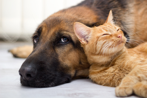 Cats sleeping with dogs Stock Photo 01