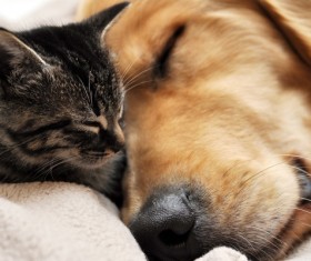 Cats sleeping with dogs Stock Photo 02