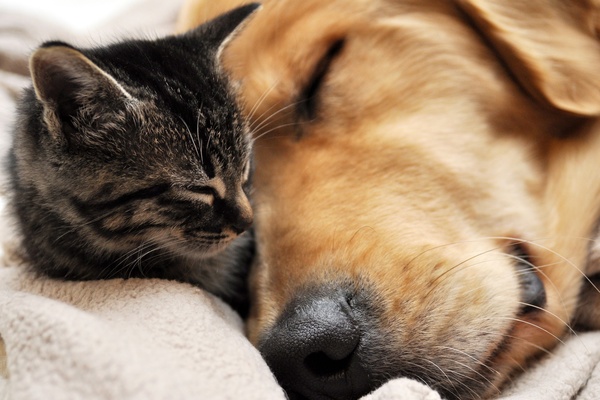 Cats sleeping with dogs Stock Photo 02