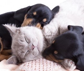 Cats sleeping with dogs Stock Photo 03