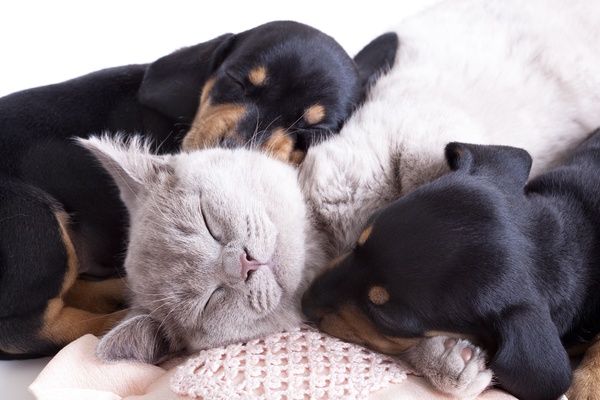 Cats sleeping with dogs Stock Photo 03
