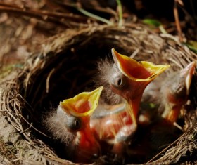 Chicks in nest Stock Photo