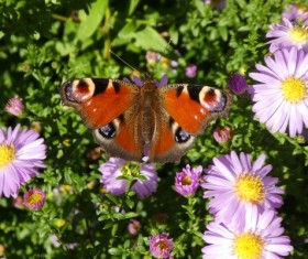 Chrysanthemum and peacock butterfly Stock Photo