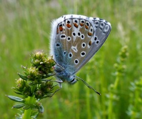 Closeup Beautiful colored butterfly Stock Photo