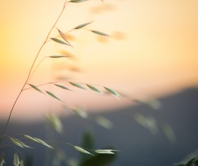 Closeup of fragile grass in nature Stock Photo