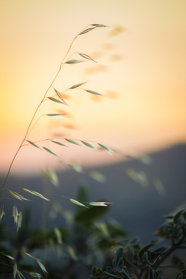 Closeup of fragile grass in nature Stock Photo
