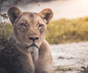 Closeup of wild lioness in nature Stock Photo