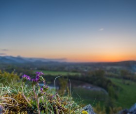 Closeup of wild violet flowers in nature Stock Photo