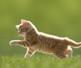 Curious kitten Stock Photo