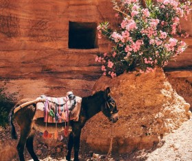 Cute donkey and wild flowers outdoor Stock Photo