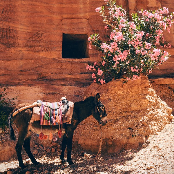 Cute donkey and wild flowers outdoor Stock Photo