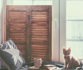 Cute kitty Stock Photo