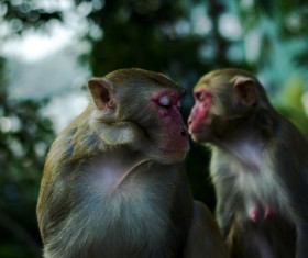 Cute monkeys in nature Stock Photo