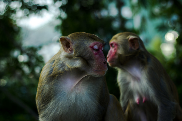 Cute monkeys in nature Stock Photo
