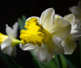 Daffodil close up shot Stock Photo