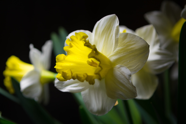 Daffodil close up shot Stock Photo