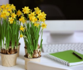 Daffodil on the desk Stock Photo