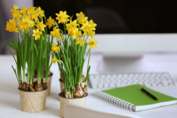 Daffodil on the desk Stock Photo