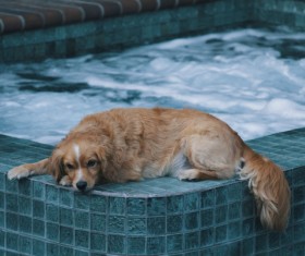 Dog resting on the swimming pool wall Stock Photo
