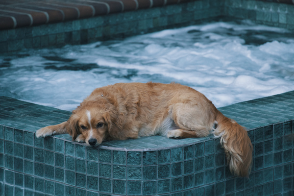 Dog resting on the swimming pool wall Stock Photo