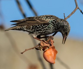 European starling Stock Photo