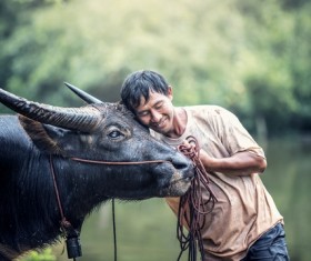 Farmers and beloved buffaloes Stock Photo
