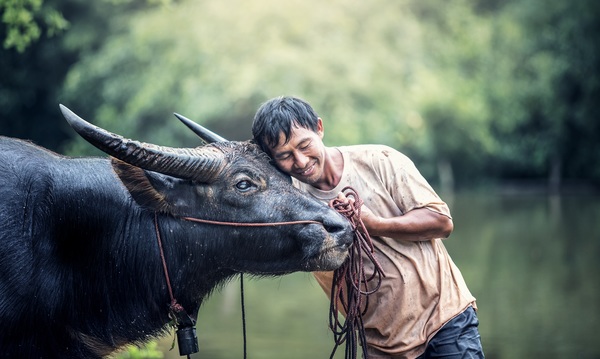 Farmers and beloved buffaloes Stock Photo