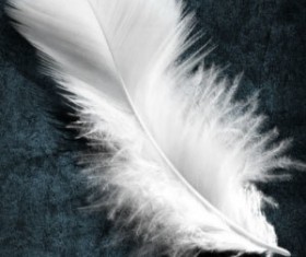 Feathers Photoshop Brushes