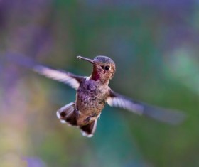 Hummingbird hovering on Hydrangea HD picture free download