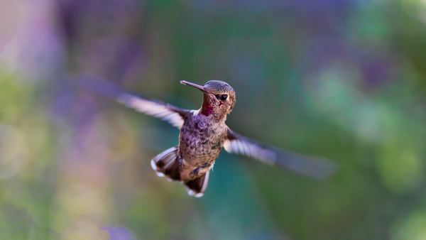Flapping hummingbird Stock Photo
