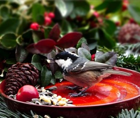 Foraging tit birds Stock Photo