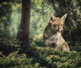 Fox in the woods Stock Photo