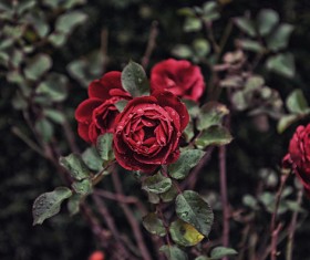 Fresh red roses in nature Stock Photo