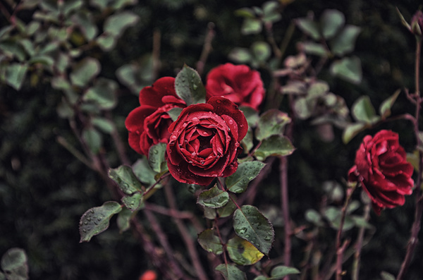 Fresh red roses in nature Stock Photo