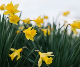 Fresh yellow blooming flowers on field Stock Photo