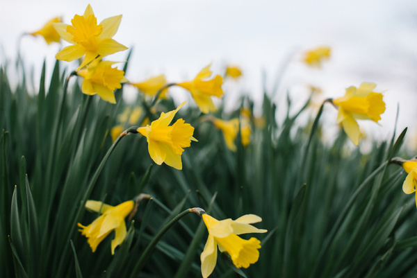 Fresh yellow blooming flowers on field Stock Photo