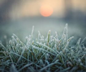 Frosted grass Stock Photo
