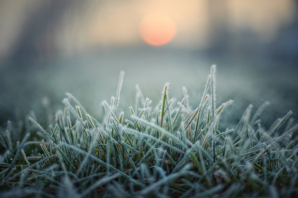Frosted grass Stock Photo