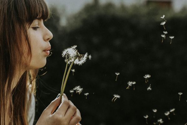 Girl blowing dandelion flowers Stock Photo