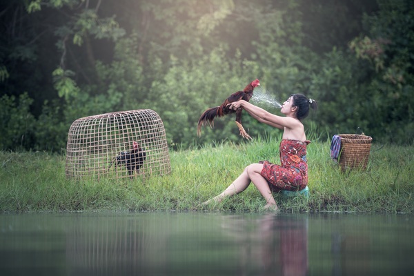 Girl holding a rooster in the river Stock Photo