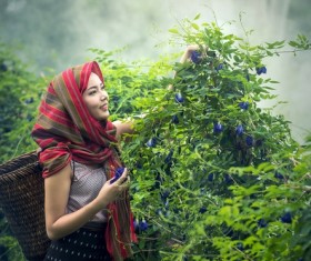 Girl picking petunias Stock Photo
