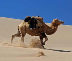 Gobi Desert Bactrian Camel Stock Photo